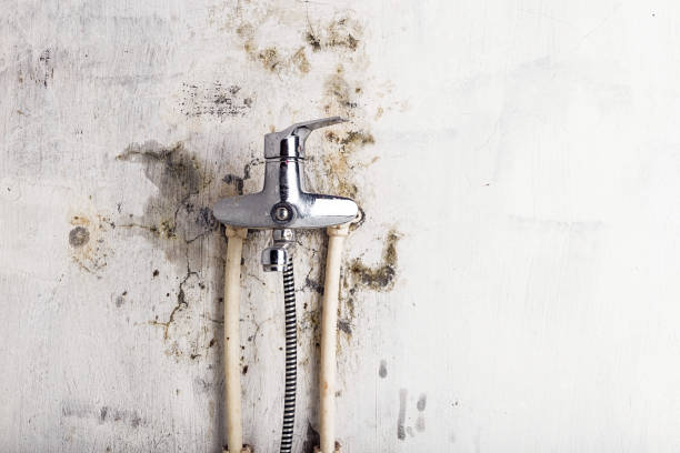 Best Black Mold Removal  in Hampstead, MD