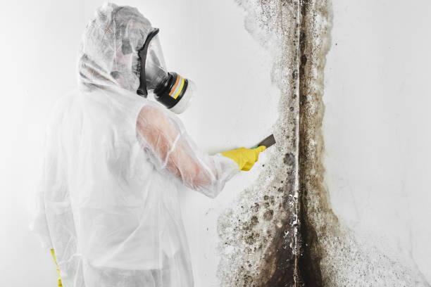 Best Mold Damage Repair  in Hampstead, MD