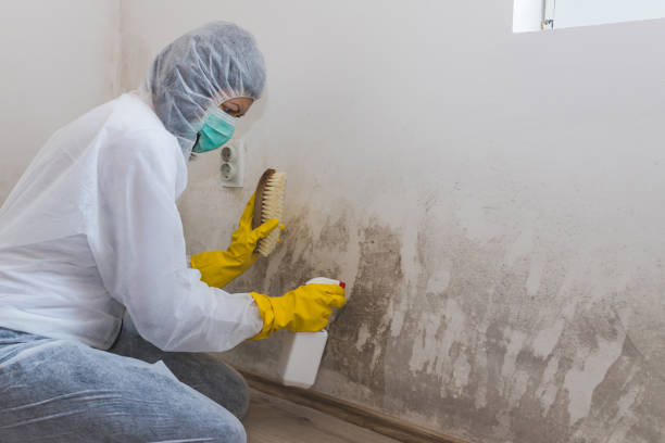 Best Mold Removal Process  in Hampstead, MD