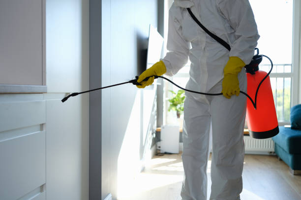 Best Certified Mold Removal  in Hampstead, MD
