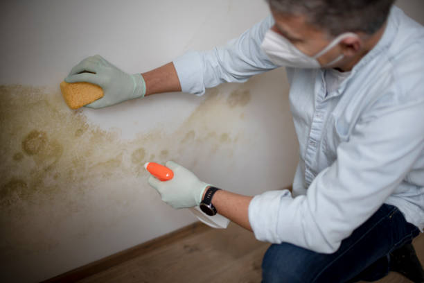Best Attic Mold Removal  in Hampstead, MD