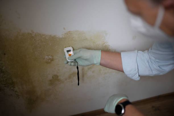Trusted Hampstead, MD Mold Removal Experts