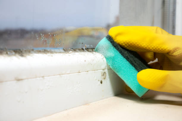 Best Best Mold Removal Companies  in Hampstead, MD