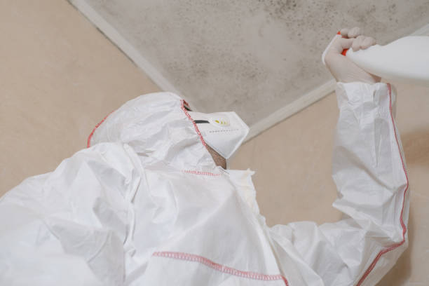 Best Mold Remediation Experts  in Hampstead, MD
