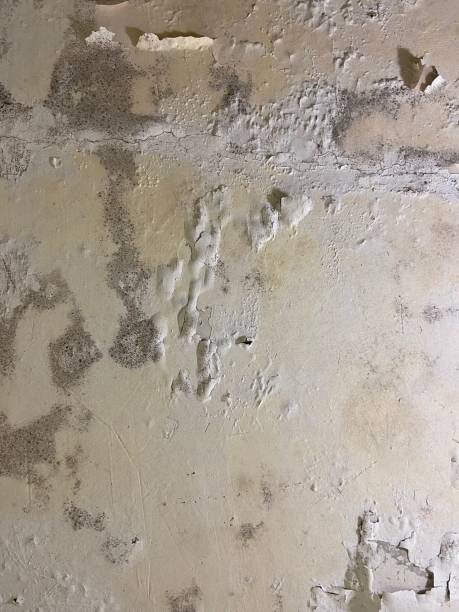 Best Commercial Mold Removal  in Hampstead, MD