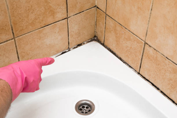 Best Home Mold Removal  in Hampstead, MD
